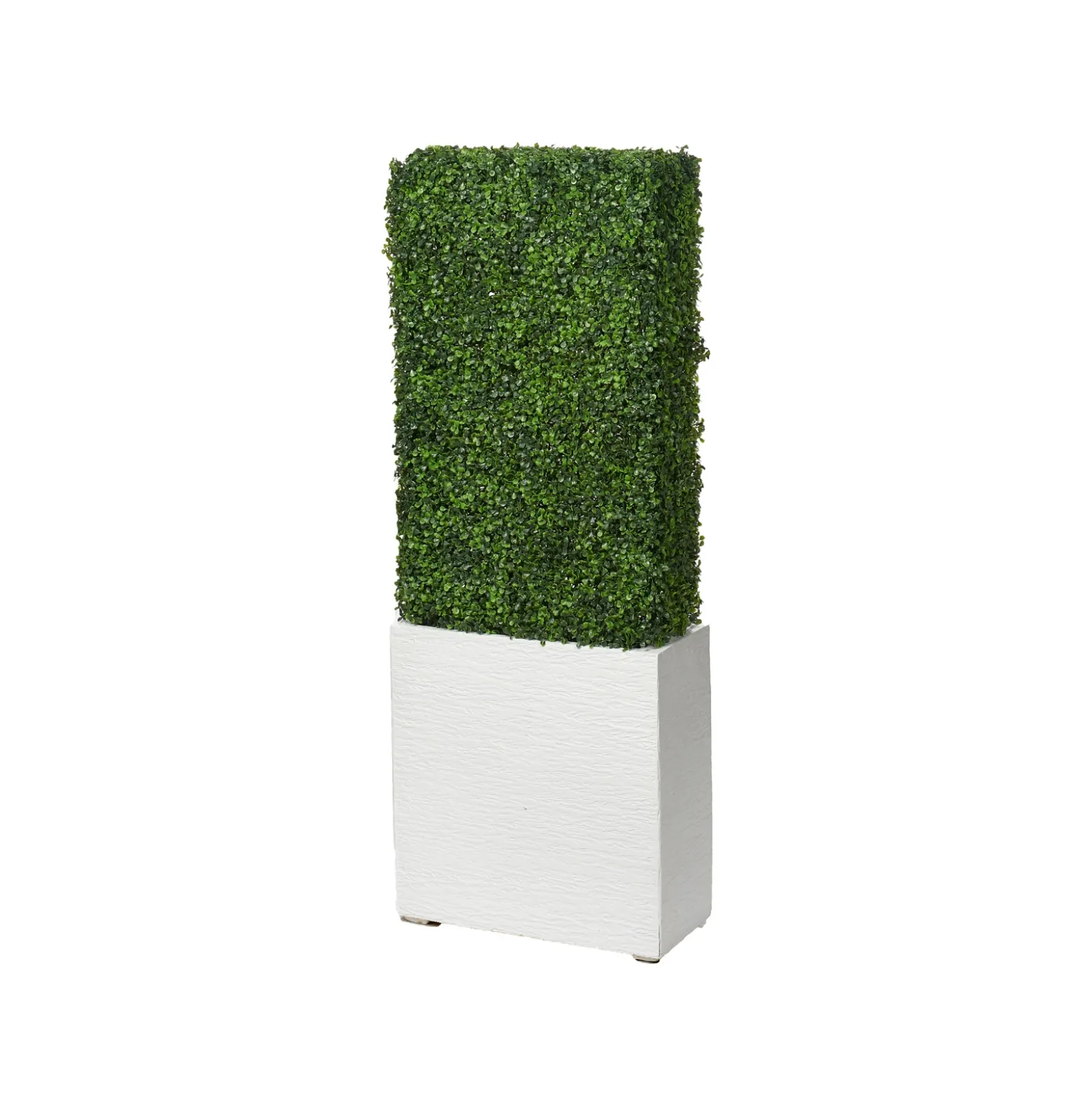 5' Boxwood Hedge in White Box