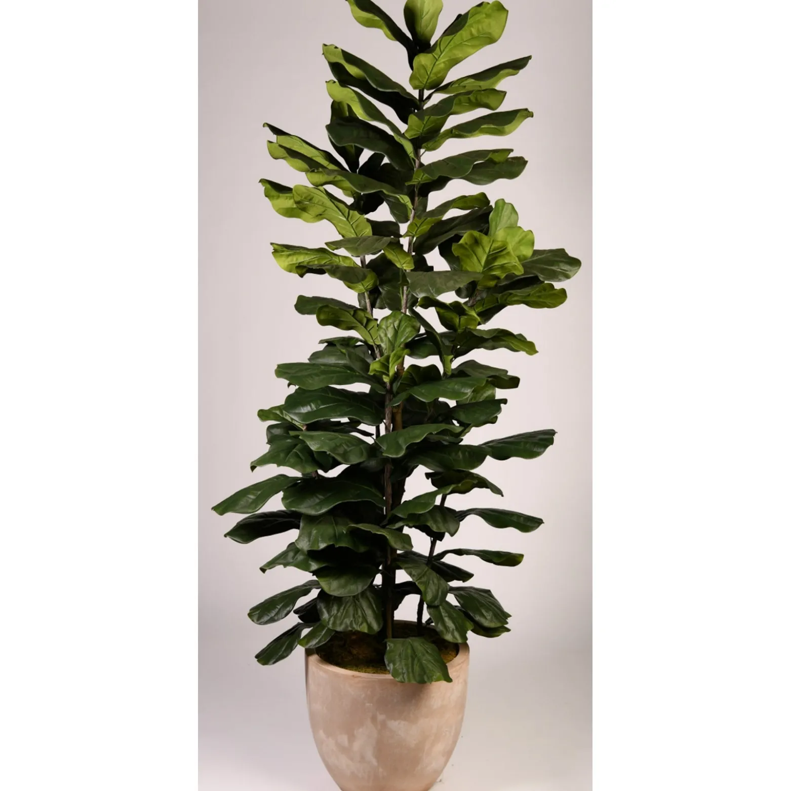 8' Jumbo Fiddle Leaf Fig Tree in Clay Bank Planter