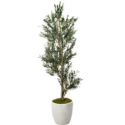 7.5' Olive Tree in White Etched Planter