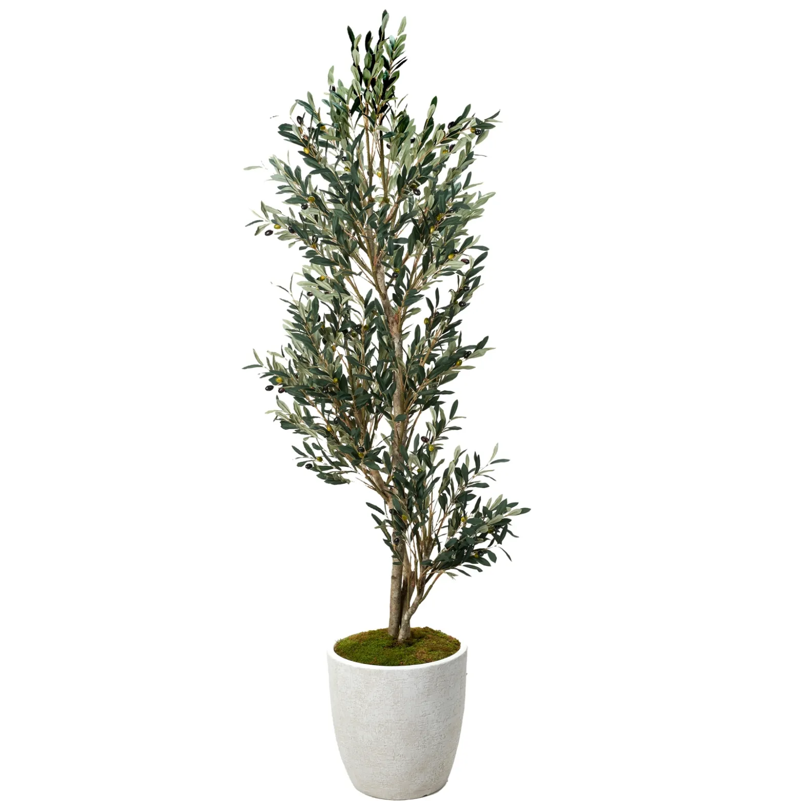 7.5' Olive Tree in White Etched Planter