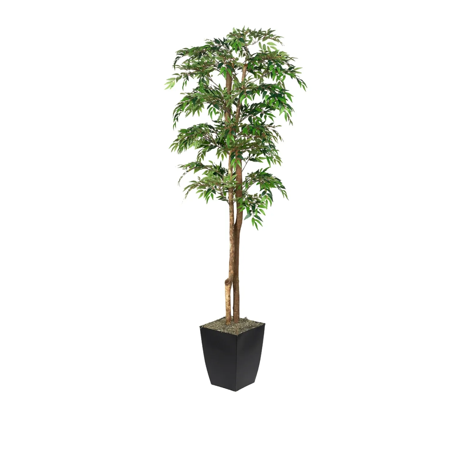 6' Ruscus Tree in Black Metal Planter