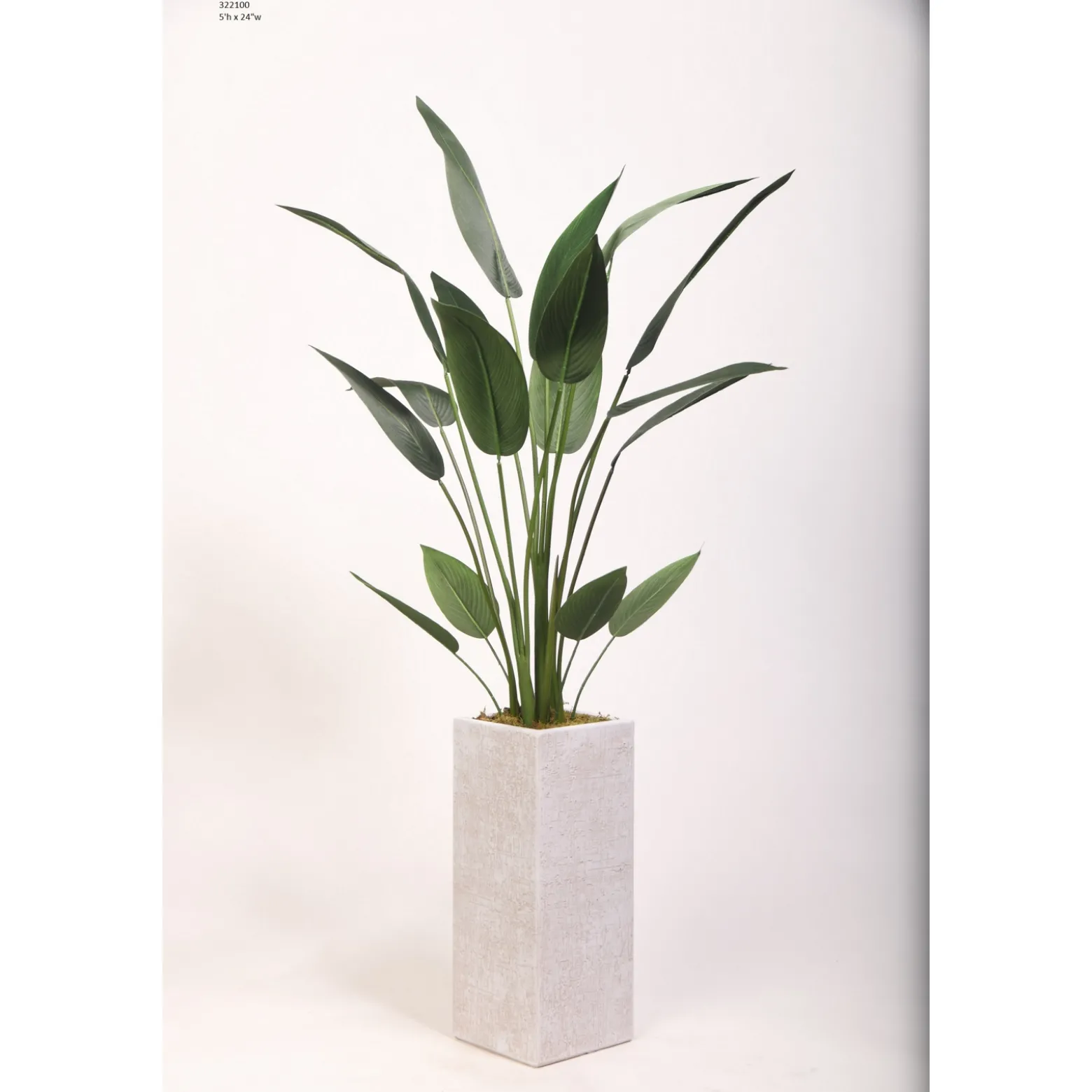 5' Traveler Palm in Tall Square White Resin Planter