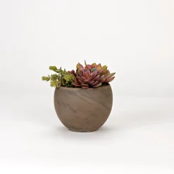 Assorted Echeveria and Succulents in Round Brown Marble Planter