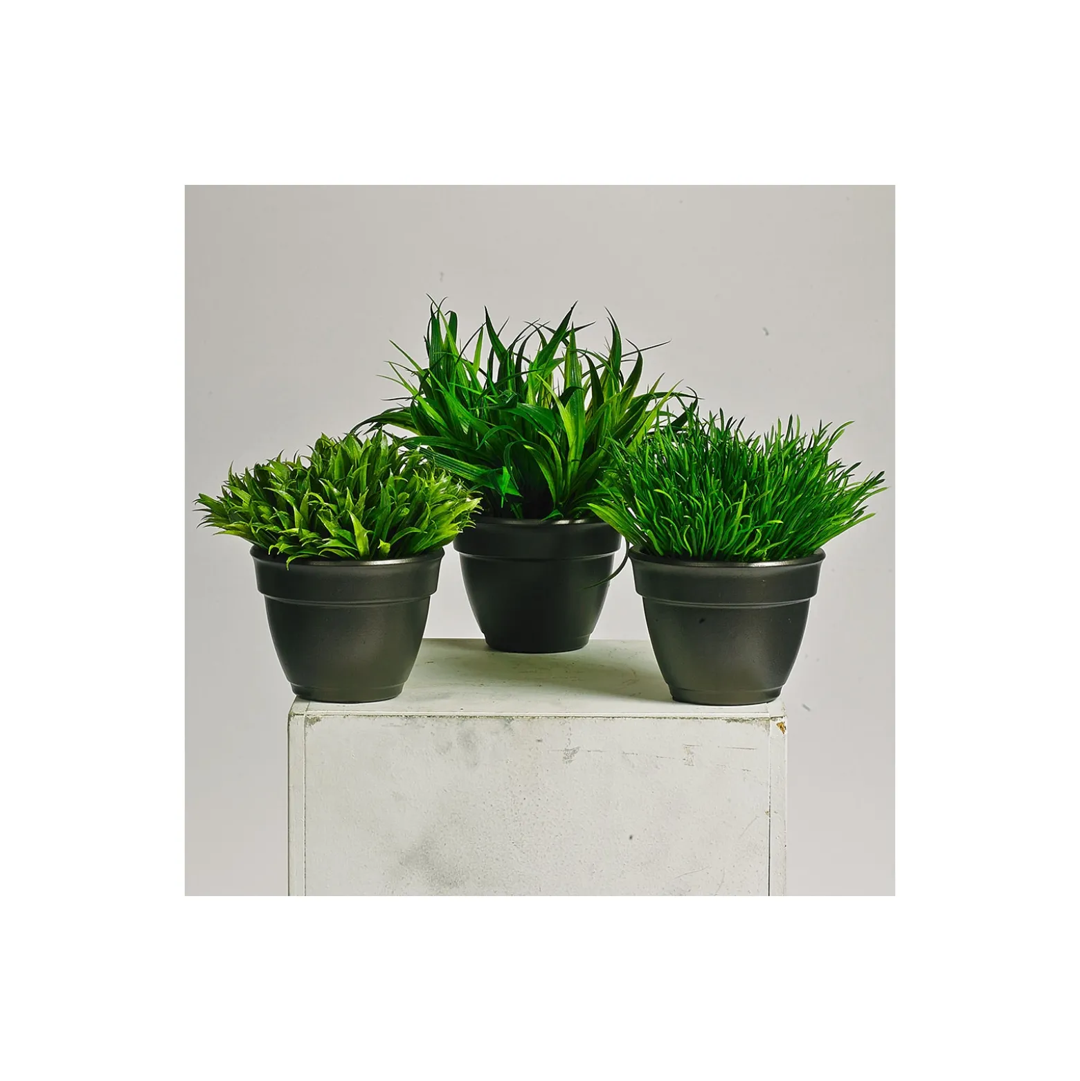 Assorted Grasses - Set of Three