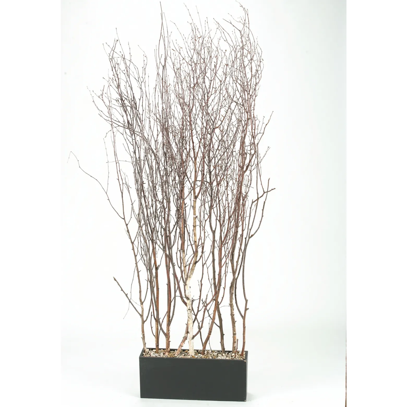 Birch Tree Tops Screen in Rectangle Planter