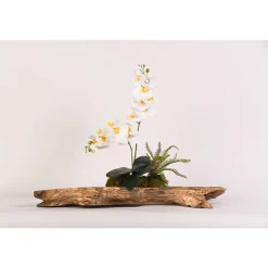 Cream Orchids on Wooden Log