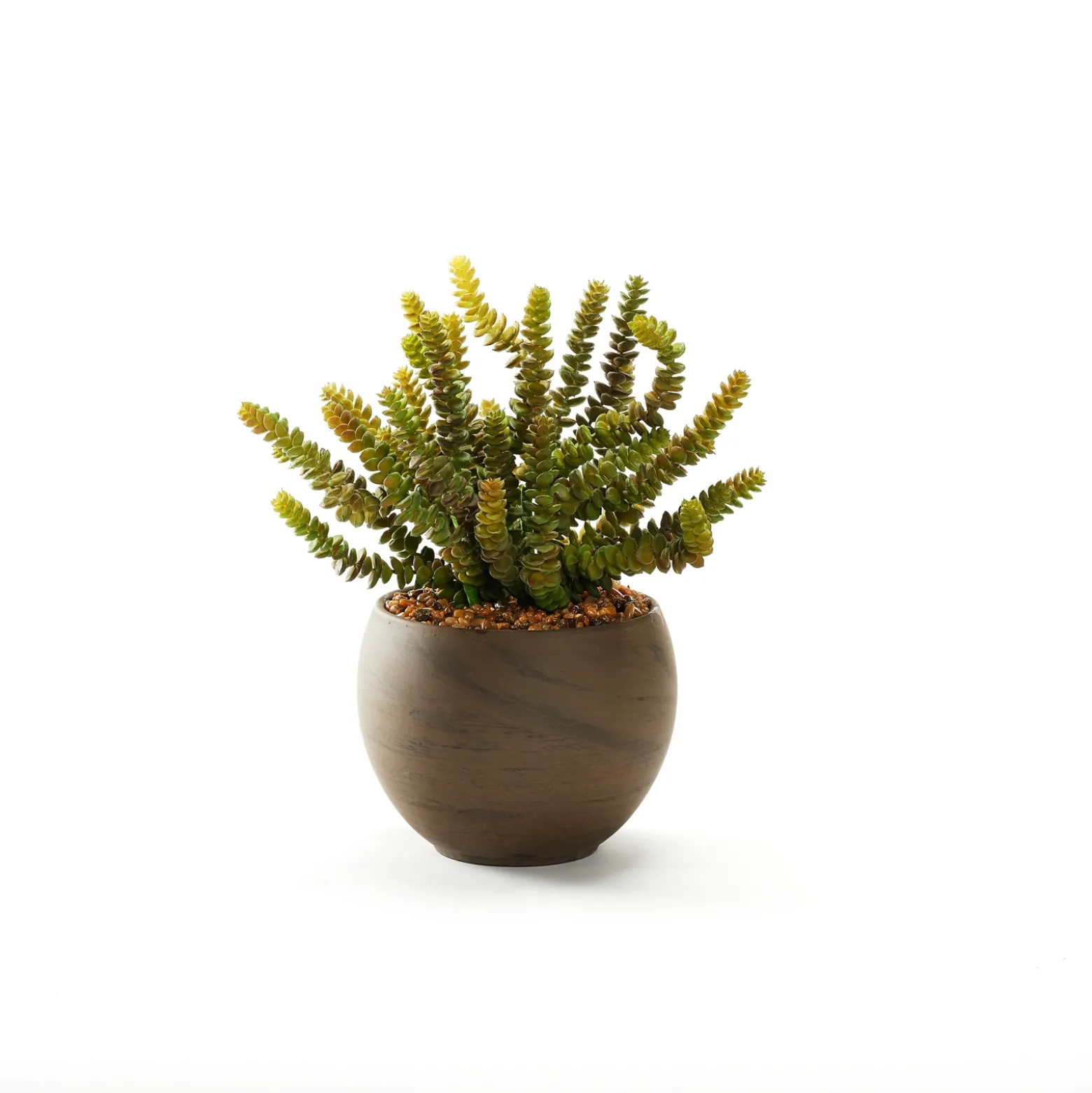 Donkey Tail in Round Brown Marble Planter
