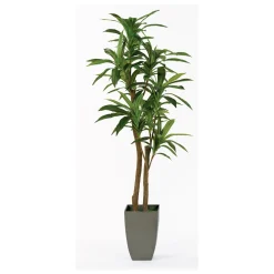 Dracaena Floor Plant - 6.5 Ft.