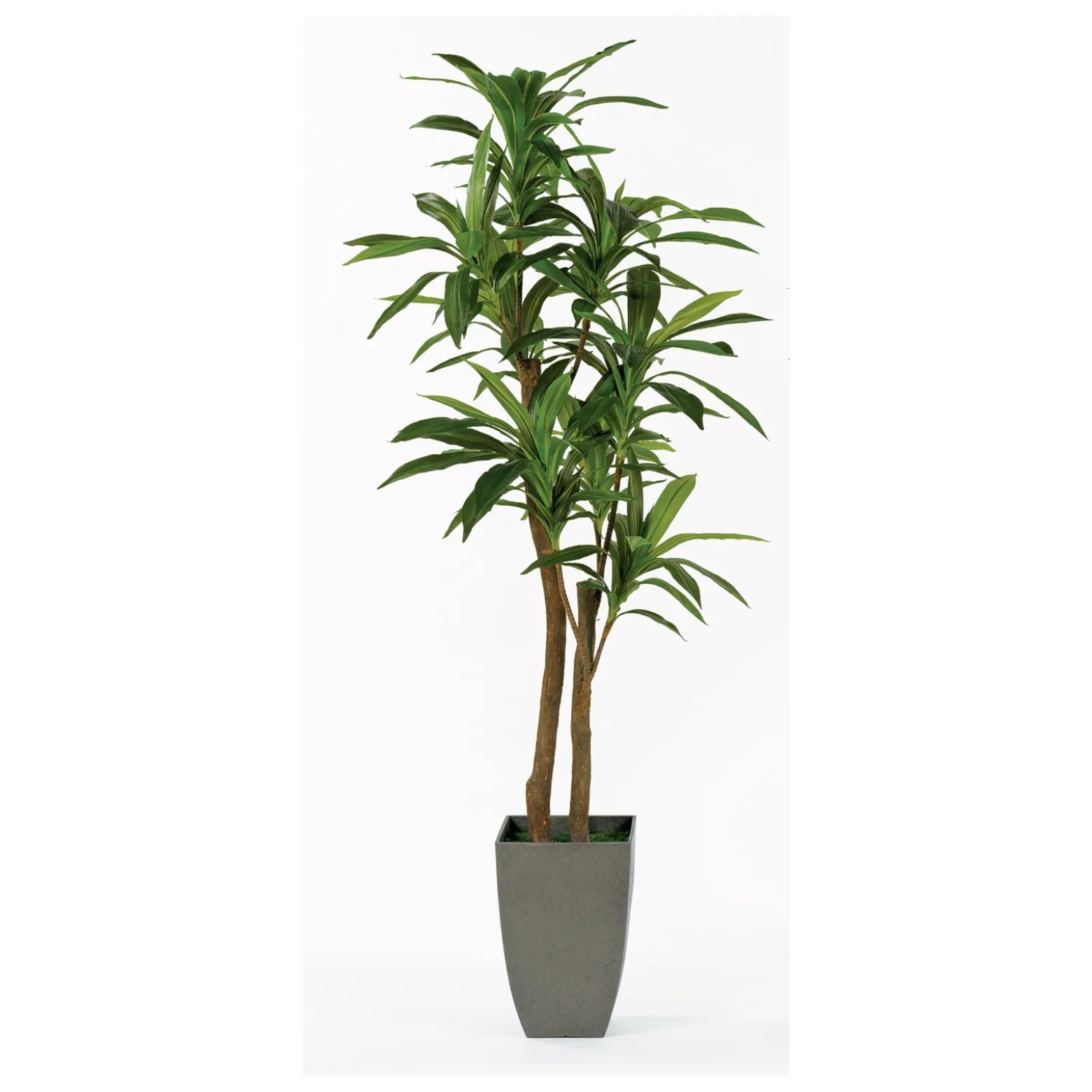 Dracaena Floor Plant - 6.5 Ft.