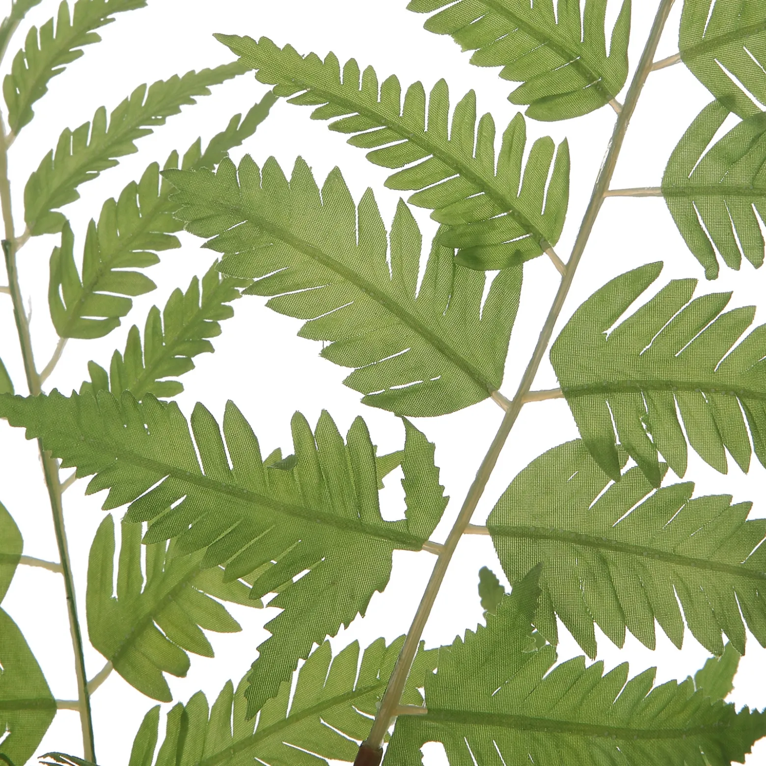 Ferns in Vases, Set of Two