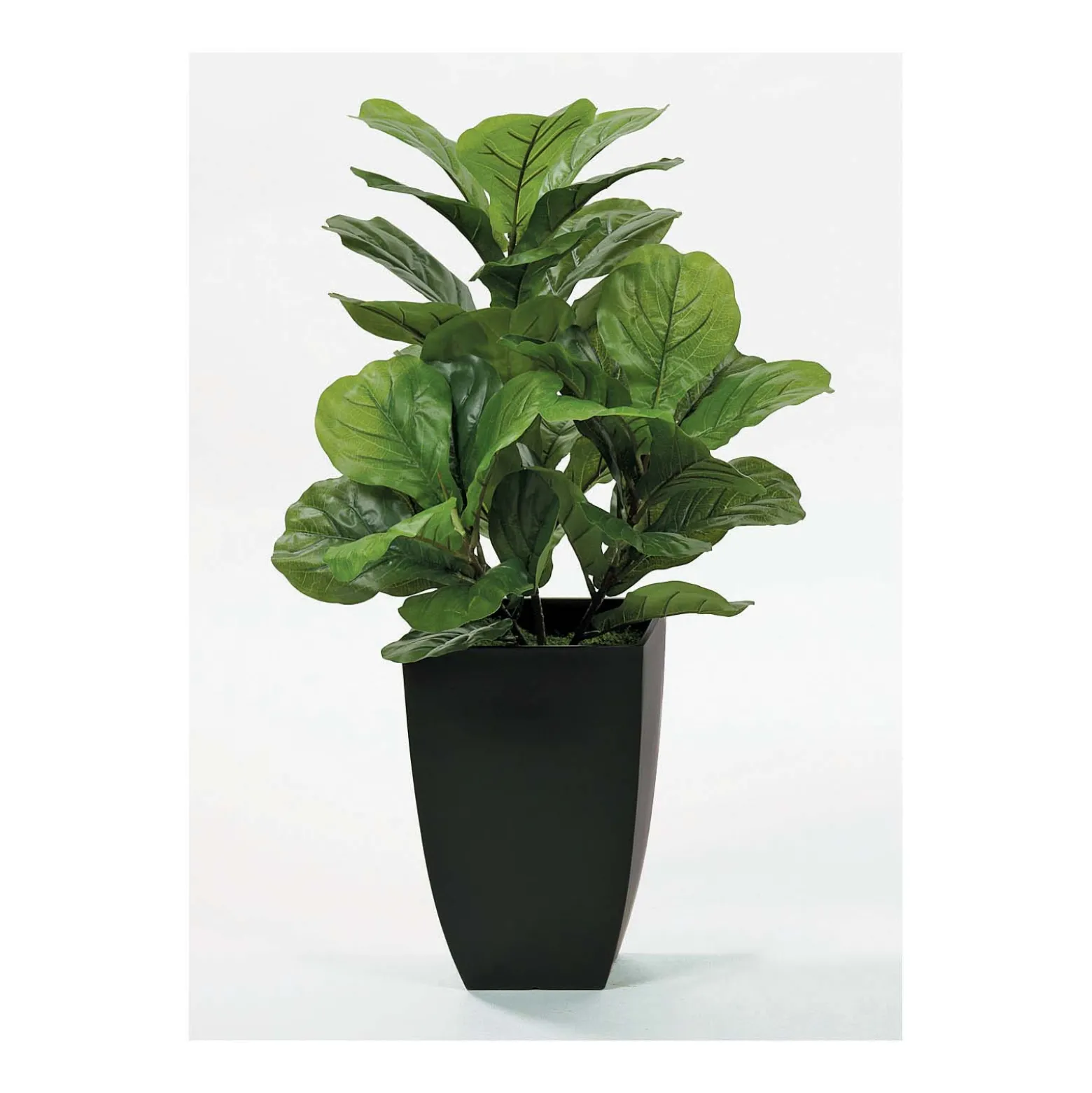 Fig Floor Plant in Black Pot