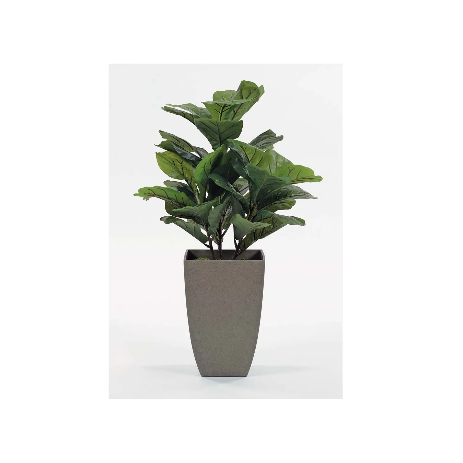Fig Floor Plant in Gray Pot