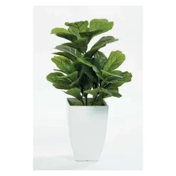Fig Floor Plant in White Pot