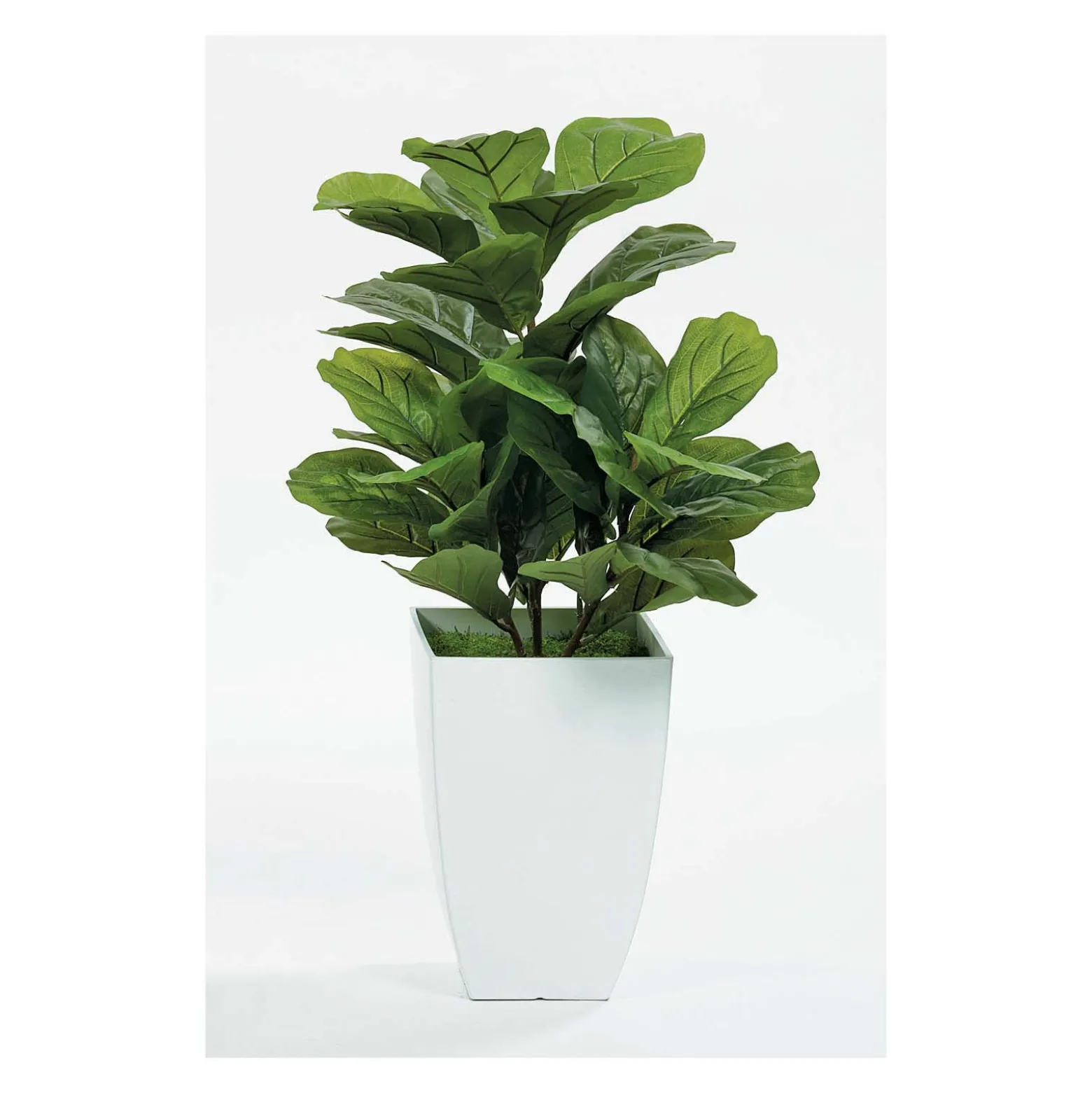 Fig Floor Plant in White Pot