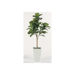 Fig Tree Floor Plant - 6 Ft.