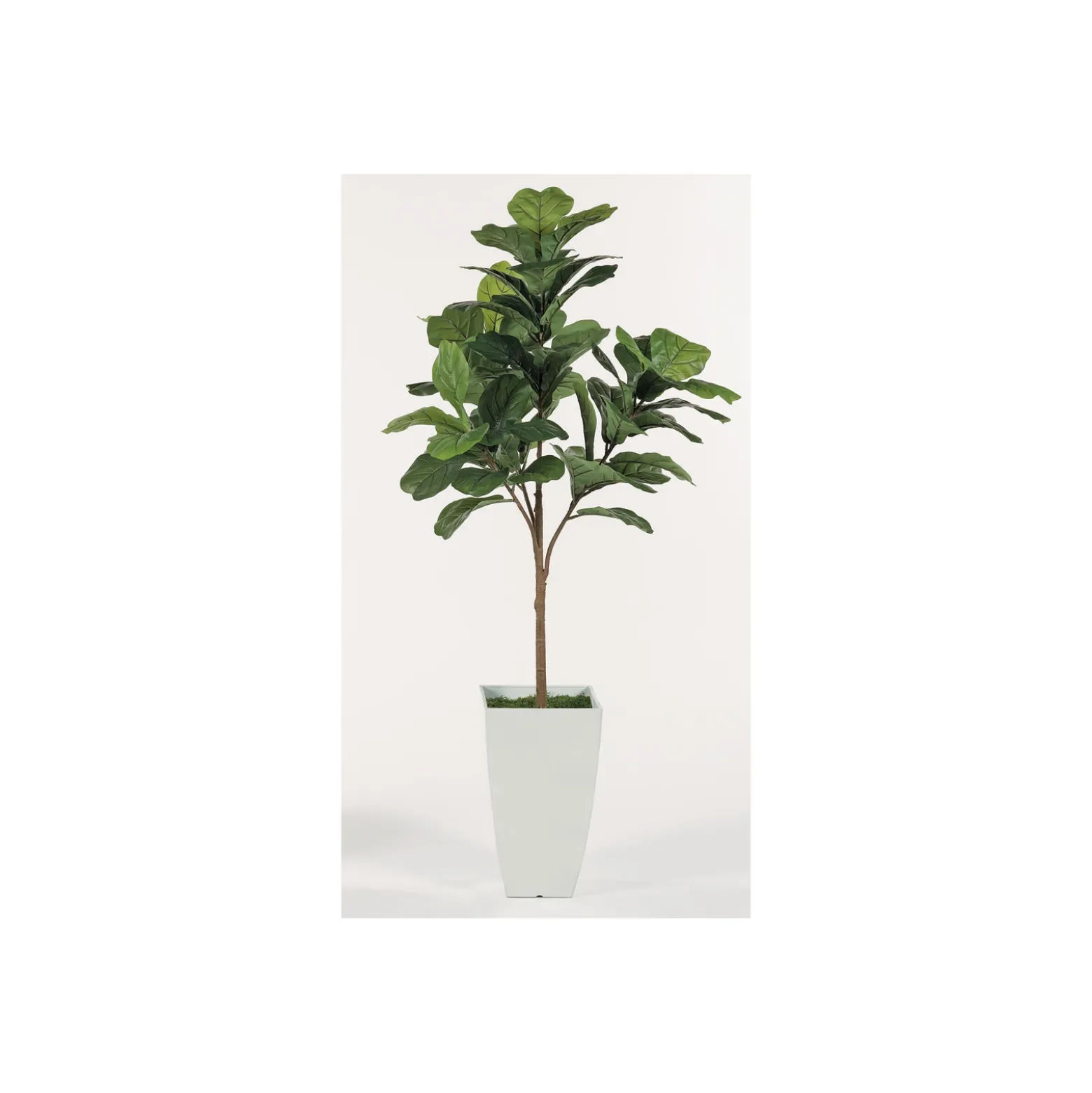 Fig Tree Floor Plant - 6 Ft.