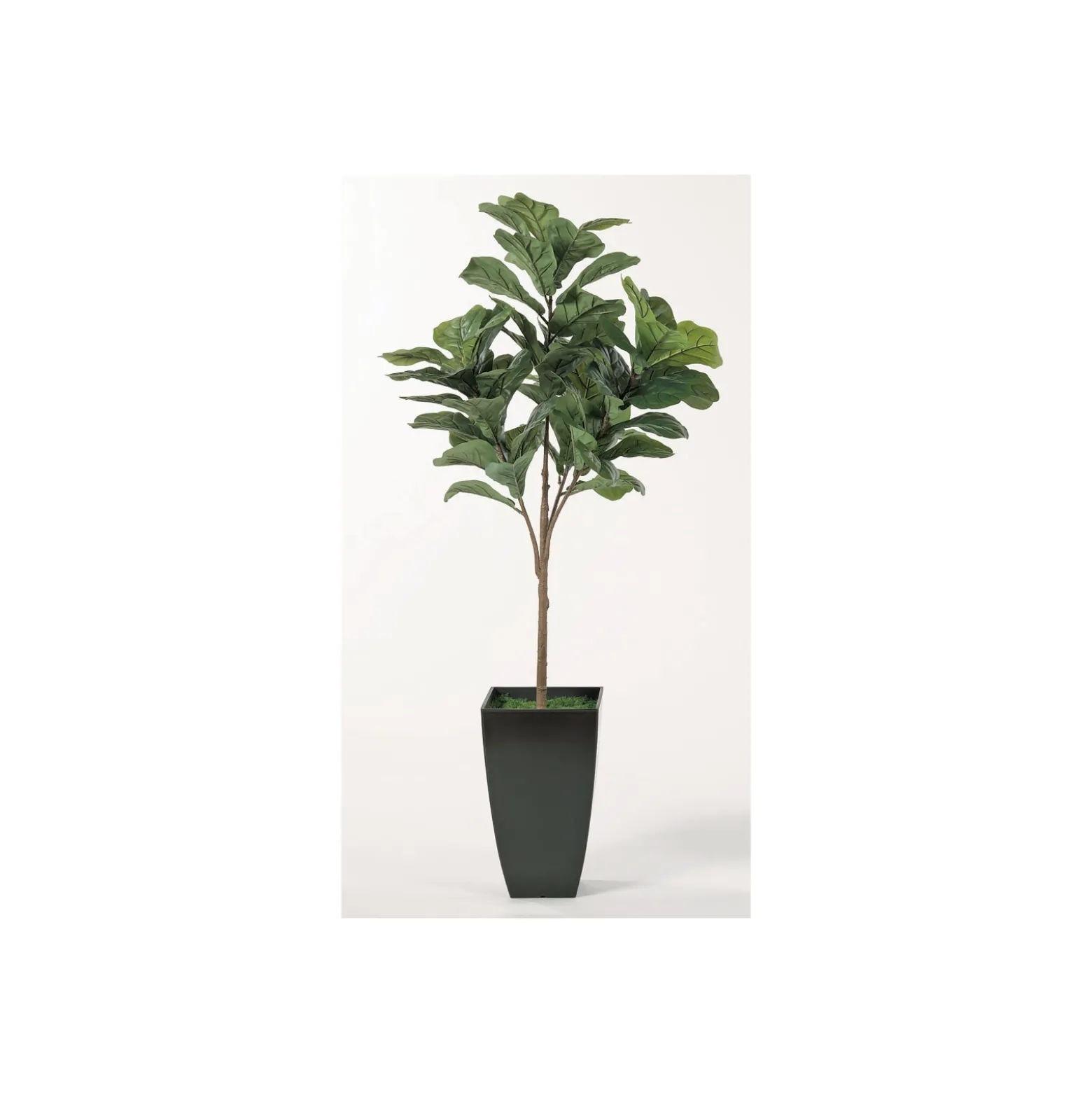 Fig Tree w/ Sheet Moss - 6 Ft.
