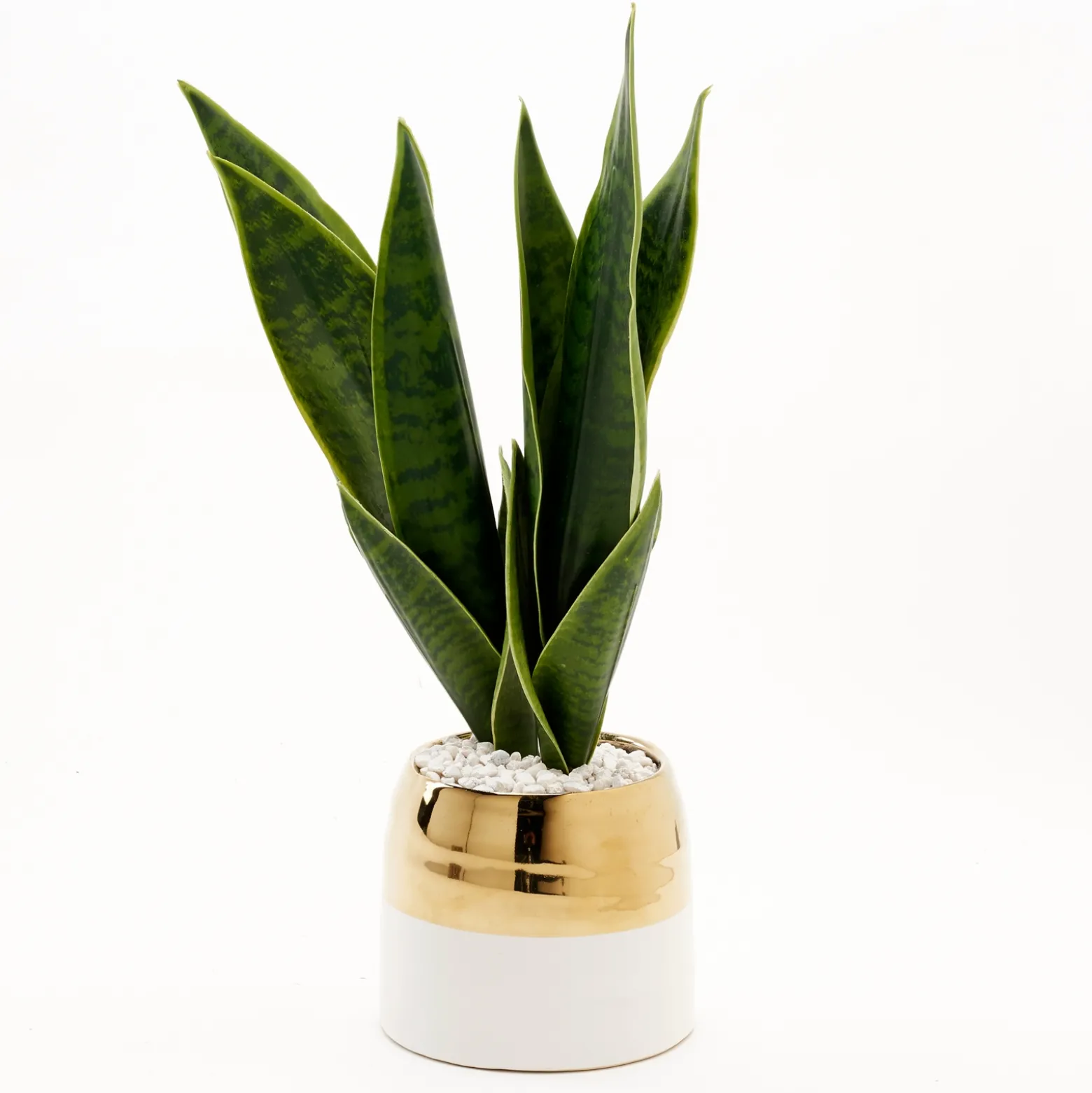 Green Mother-in-Law's Tongue in Oval Cream/Gold Ceramic Planter