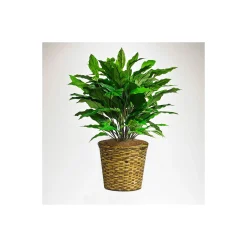 Green Spathiphyllum in Woven Basket - 3 Ft.