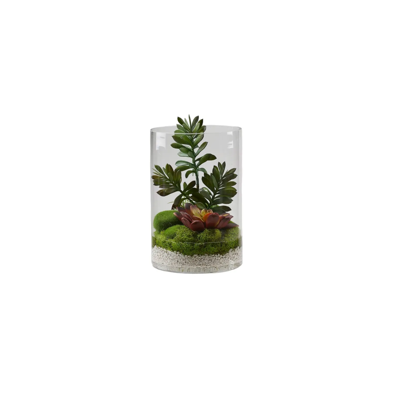 Jade Plant with Aloe and Succulents in Glass Cylinder