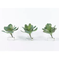 Kalanchoe Greenery - Set of Three