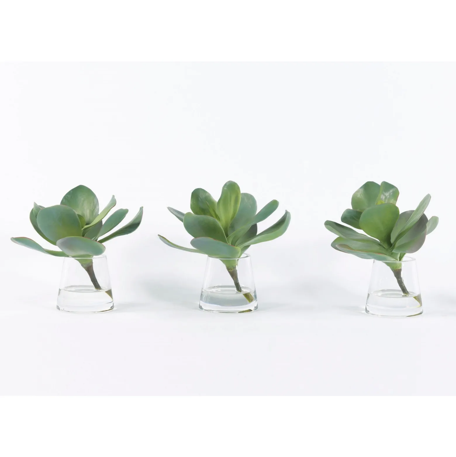 Kalanchoe Greenery - Set of Three