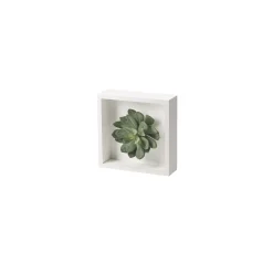 Large Frosted Echeveria in White Wood Square