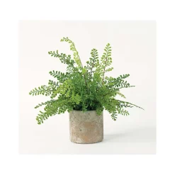 Maidenhair Fern Accent Plant
