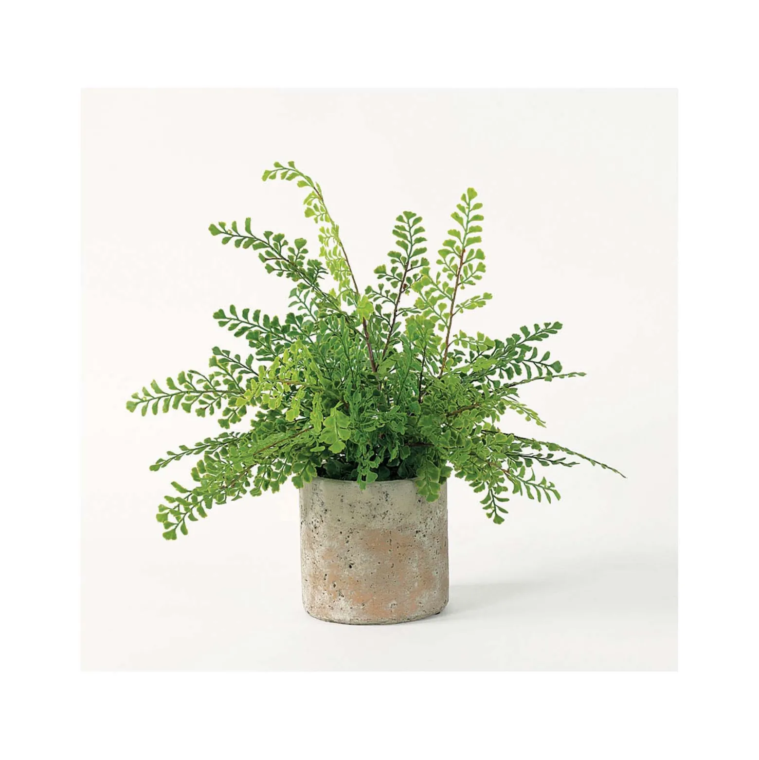 Maidenhair Fern Accent Plant