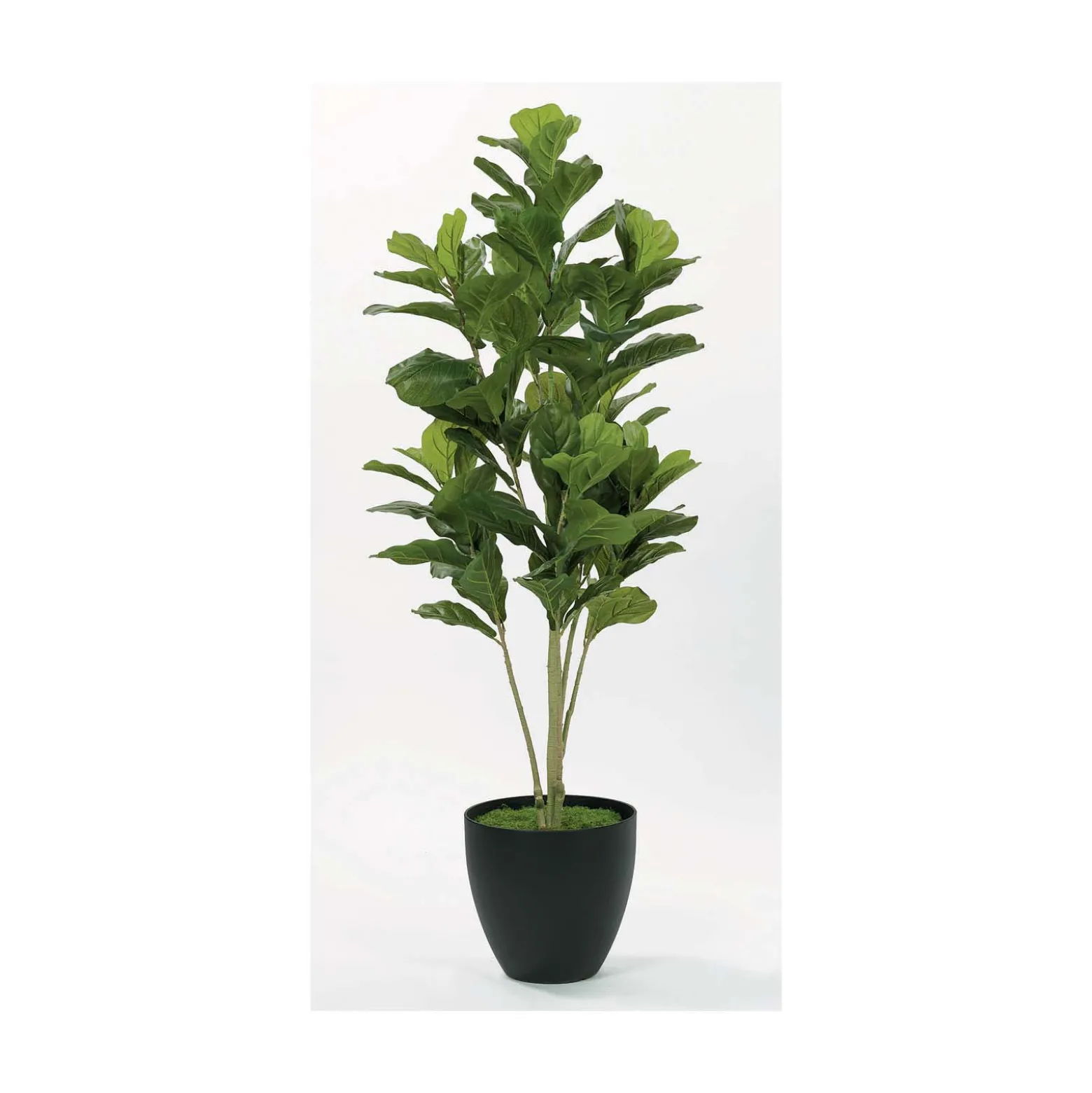 Modern Fig Floor Plant - 5 Ft.
