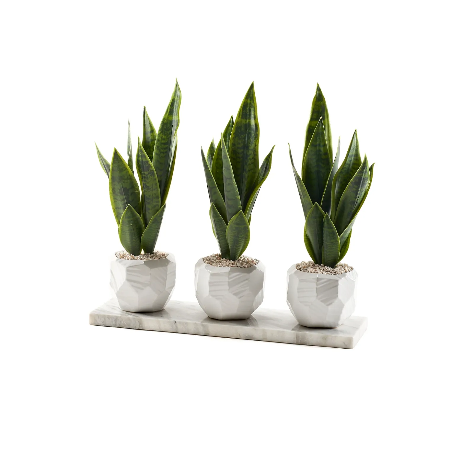 Sansevieria in White Geometric Planter on White Granite Slab
