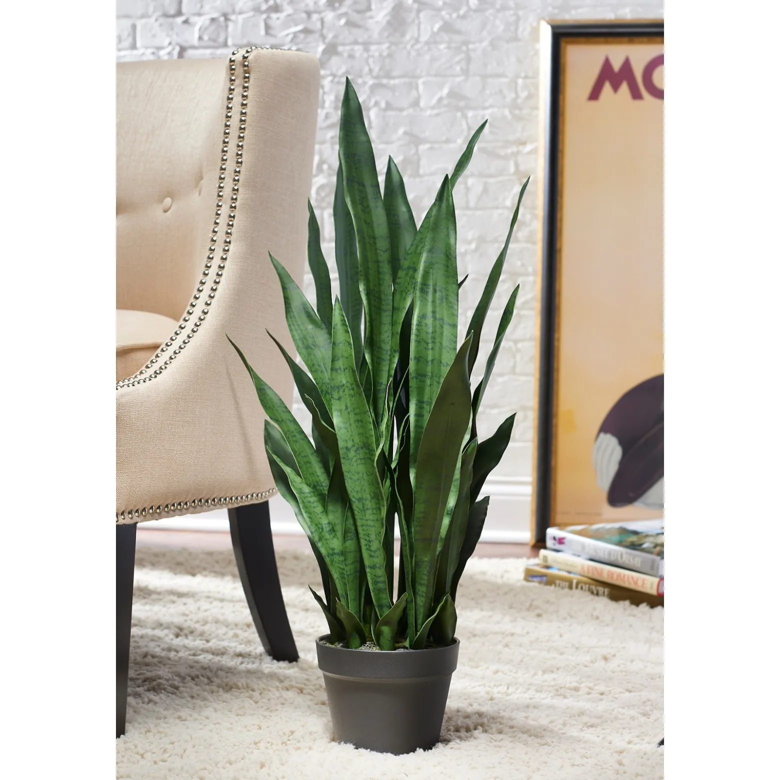 Sansevieria Plant in Nursery Pot