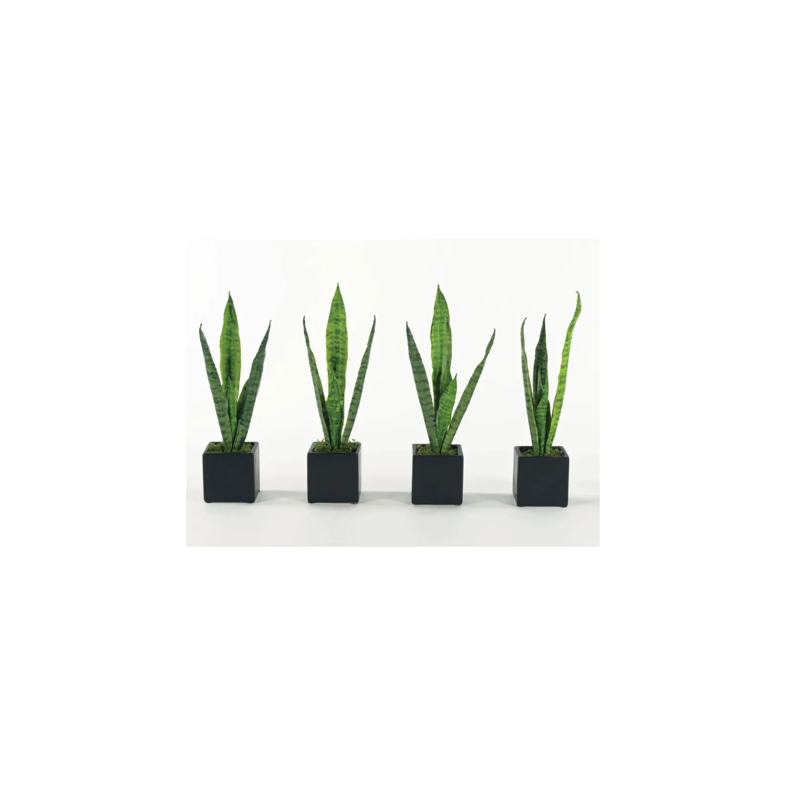 Sansevierias - Set of Four