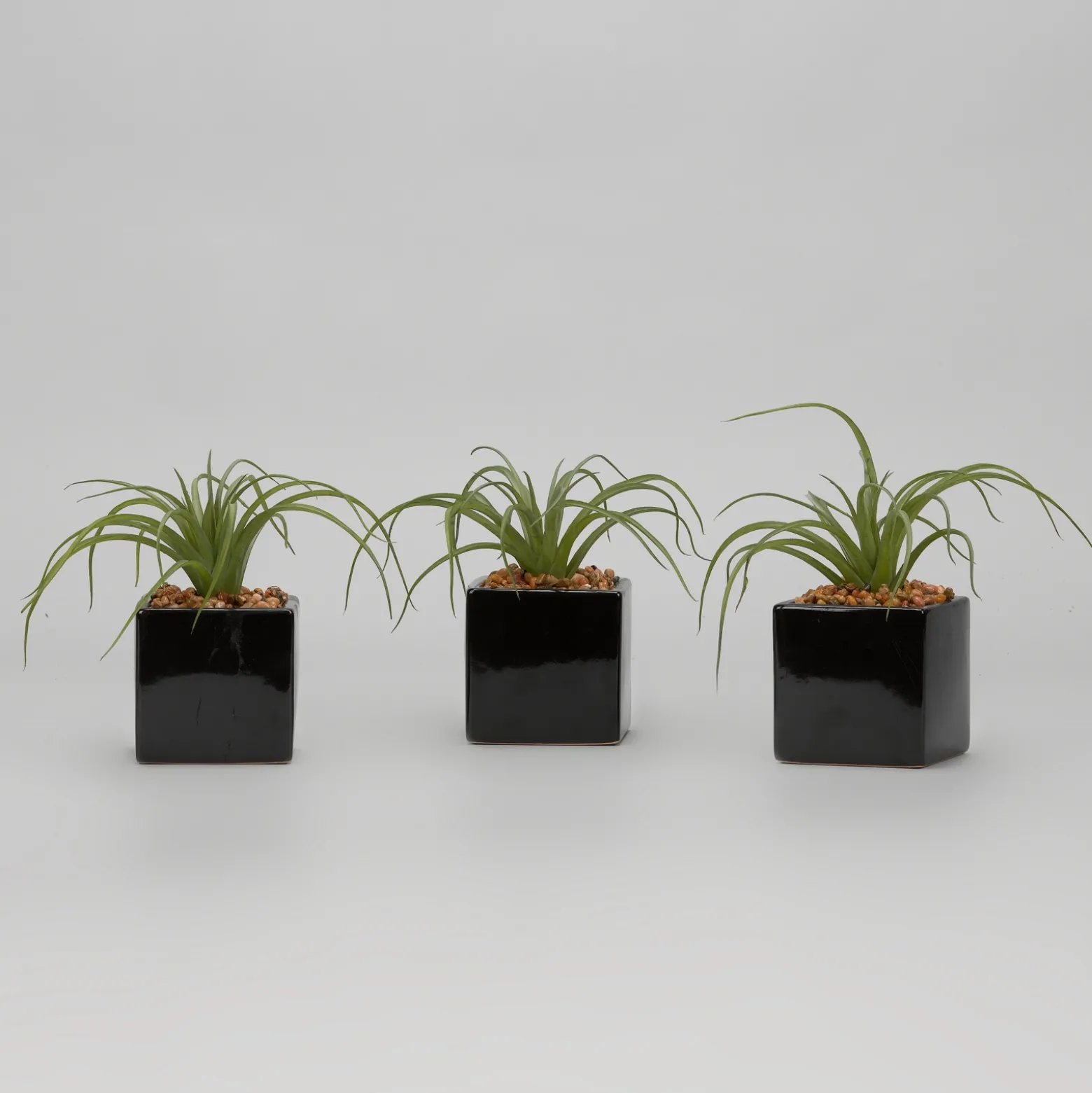 Set of 3 - Light Green Tillandsia in Black Ceramic Cube