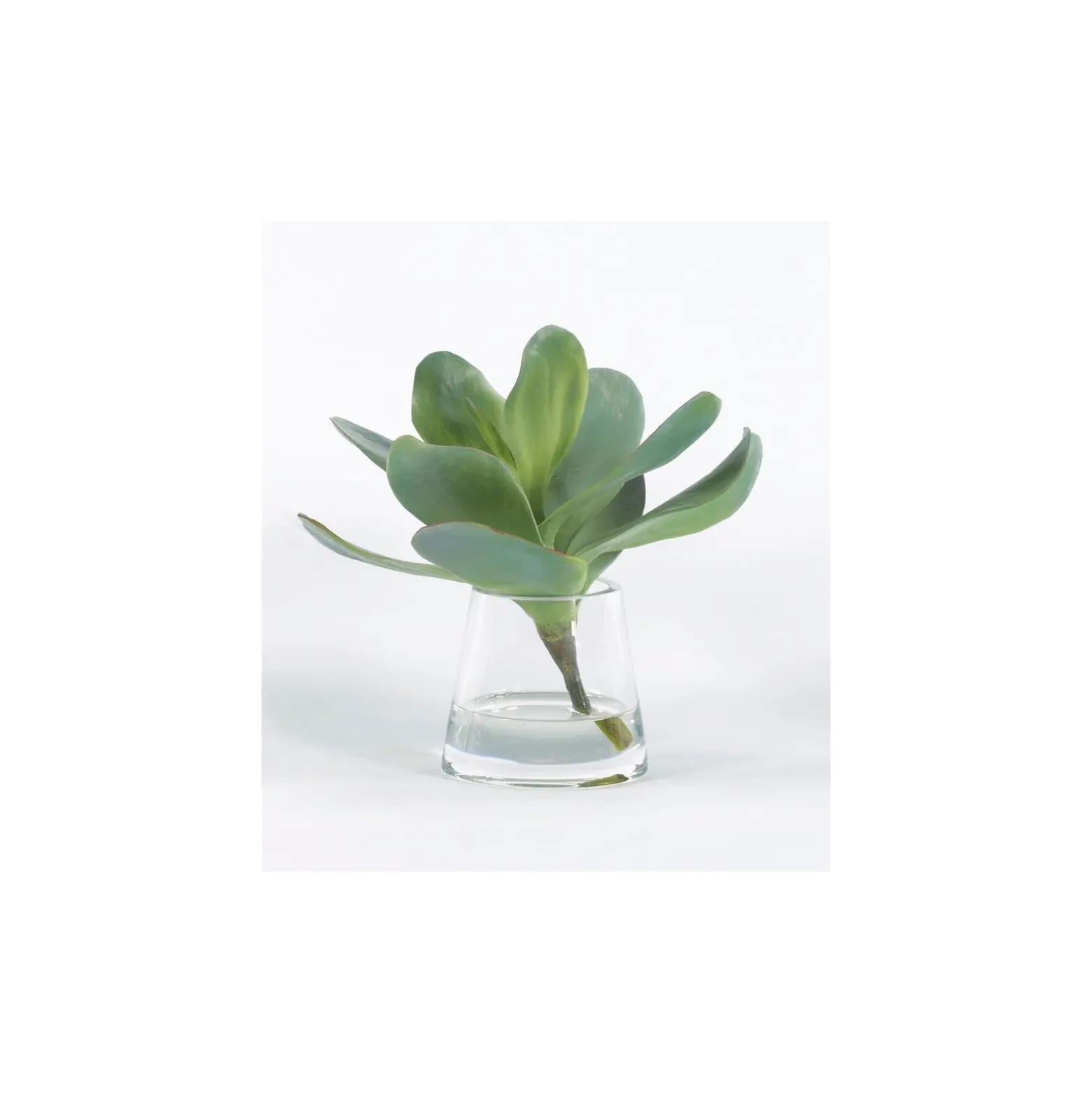 Single Kalanchoe Succulent - 10"