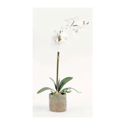 Single White Orchid