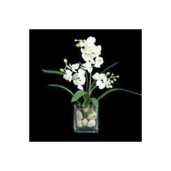 Small White Orchid in Cube