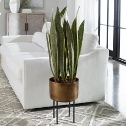 Snake Plant in Brass Planter