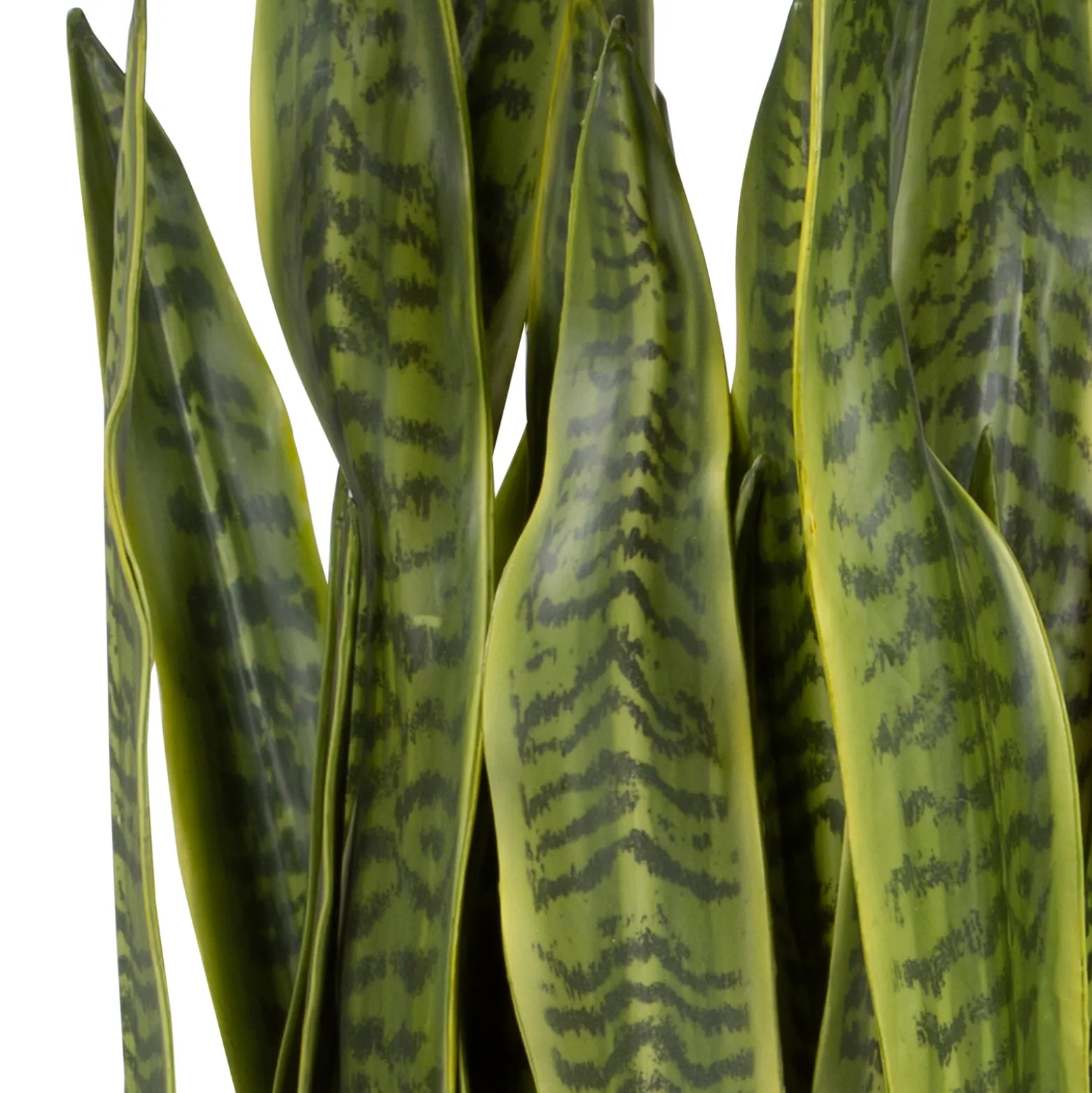 Snake Plant in Brass Planter