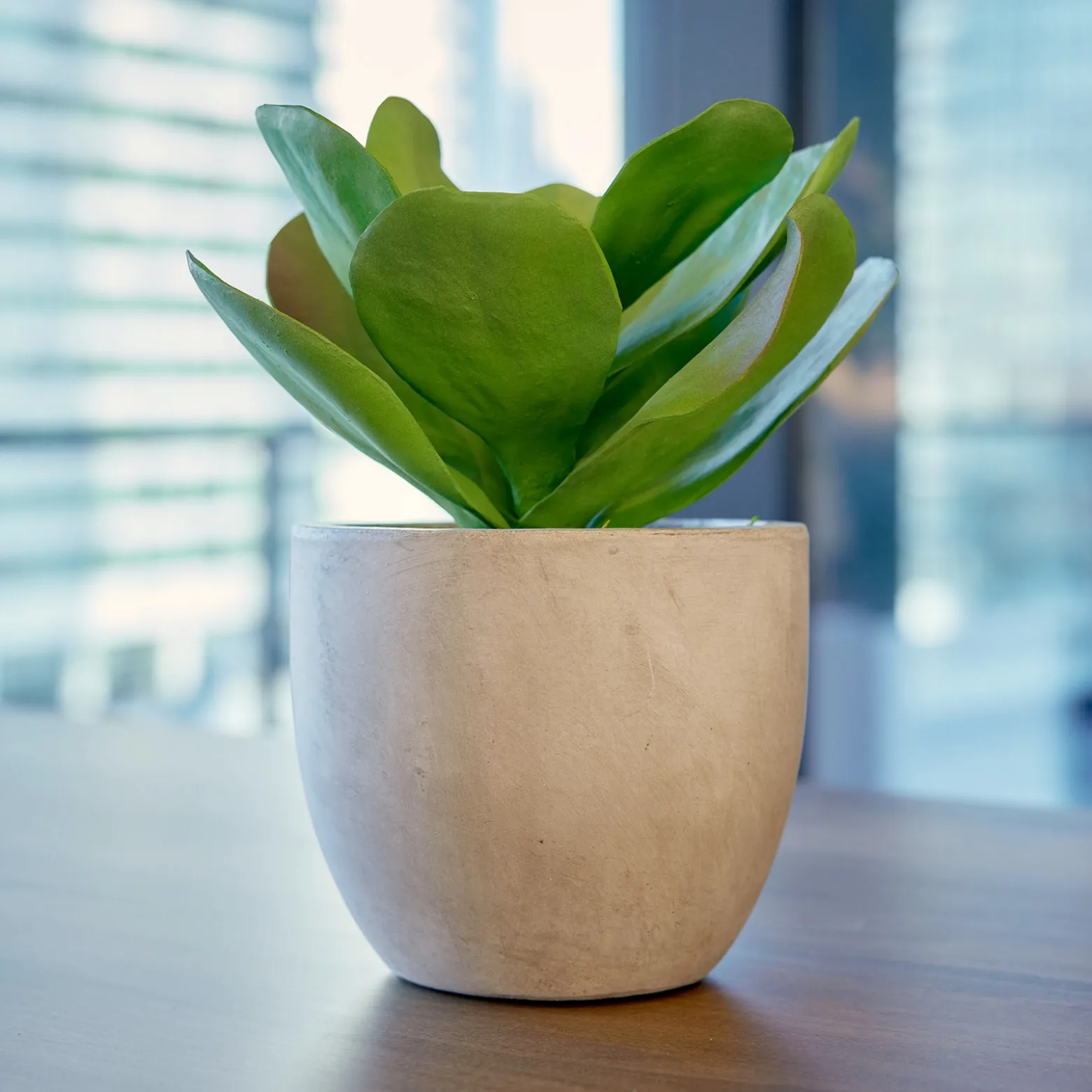 Succulent Accent - 11"