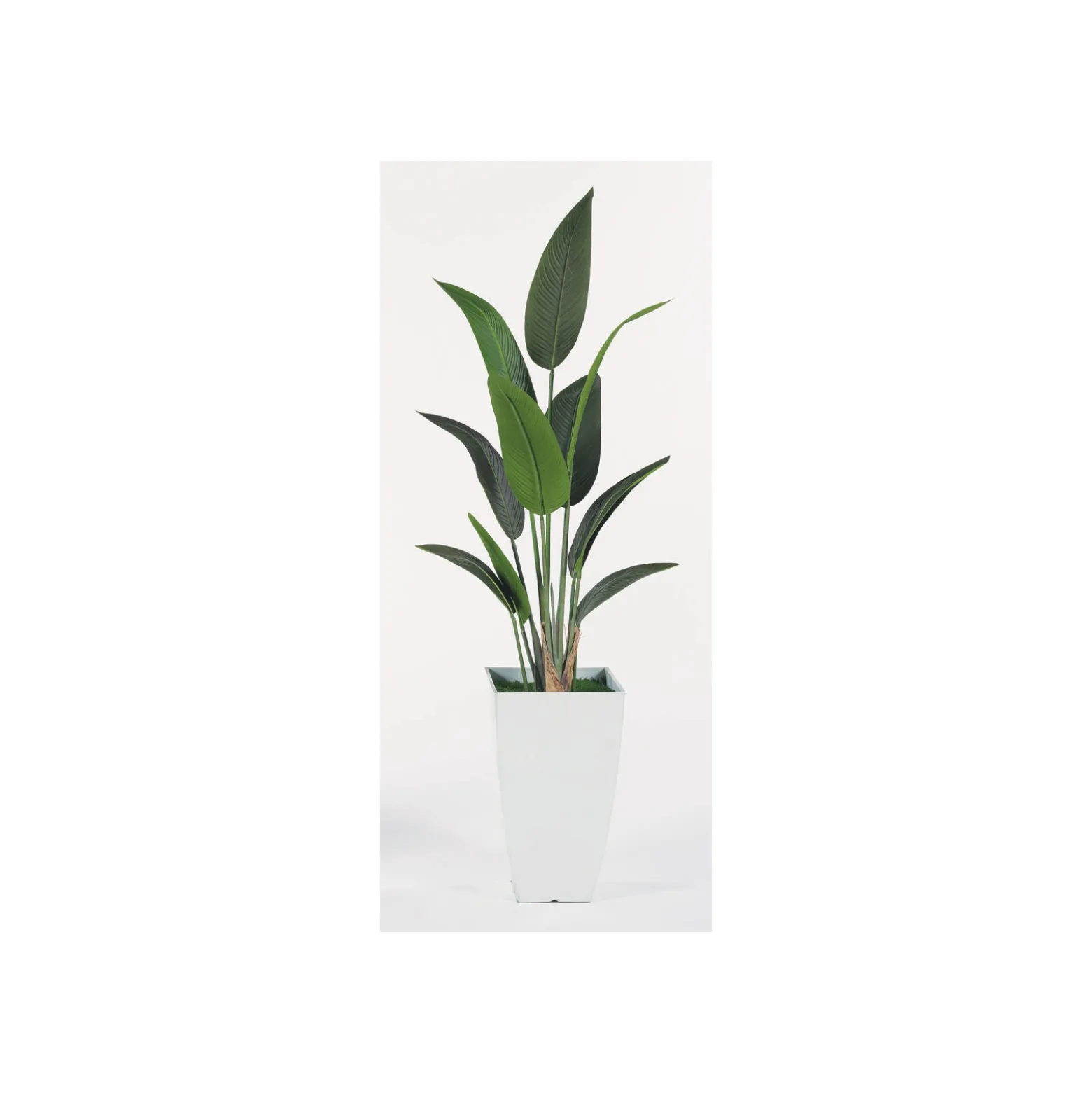 Travelers Palm - 5.5 Ft.