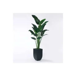 Traveler's Palm - 8 Ft.