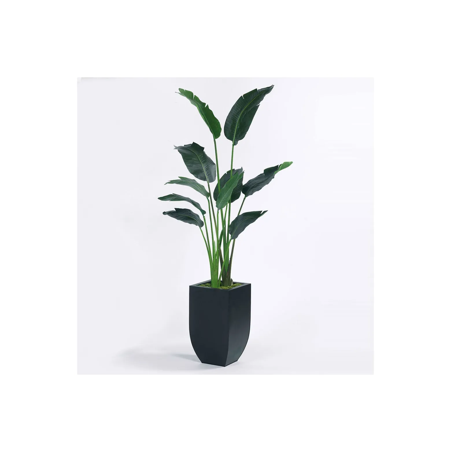 Travelers Palm - 6 Ft.