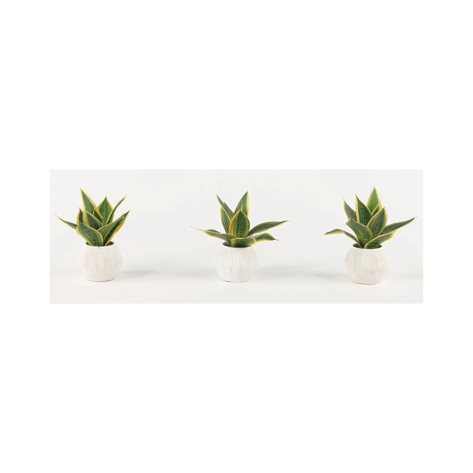 Variegated Sansevieria - Set of Three