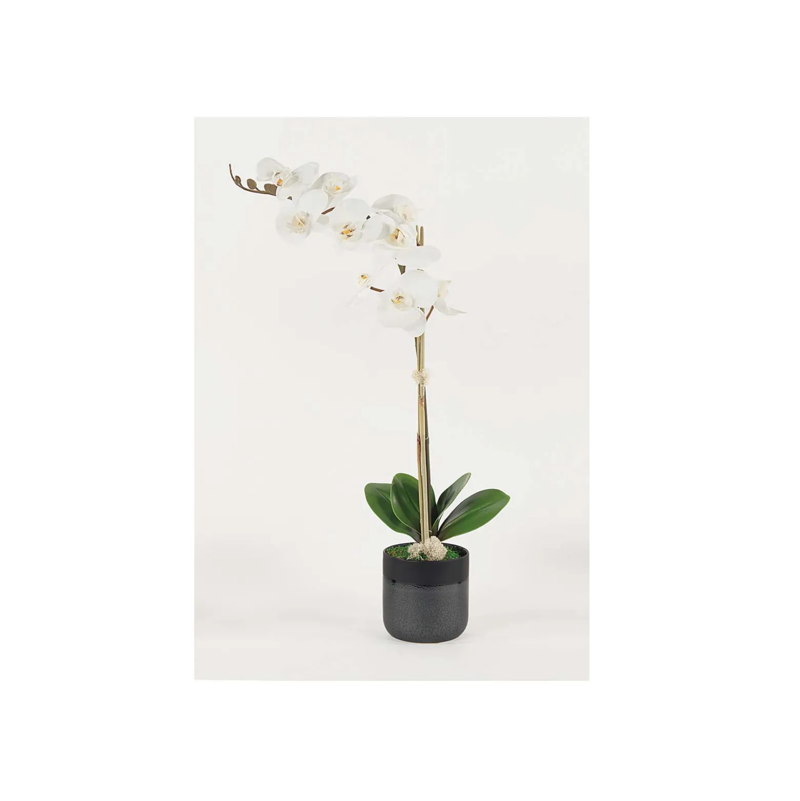 White Phalaenopsis Orchid - 29"