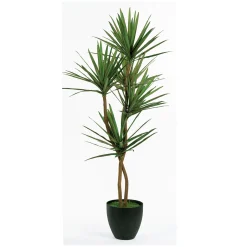 Yucca Floor Plant - 6.5 Ft.