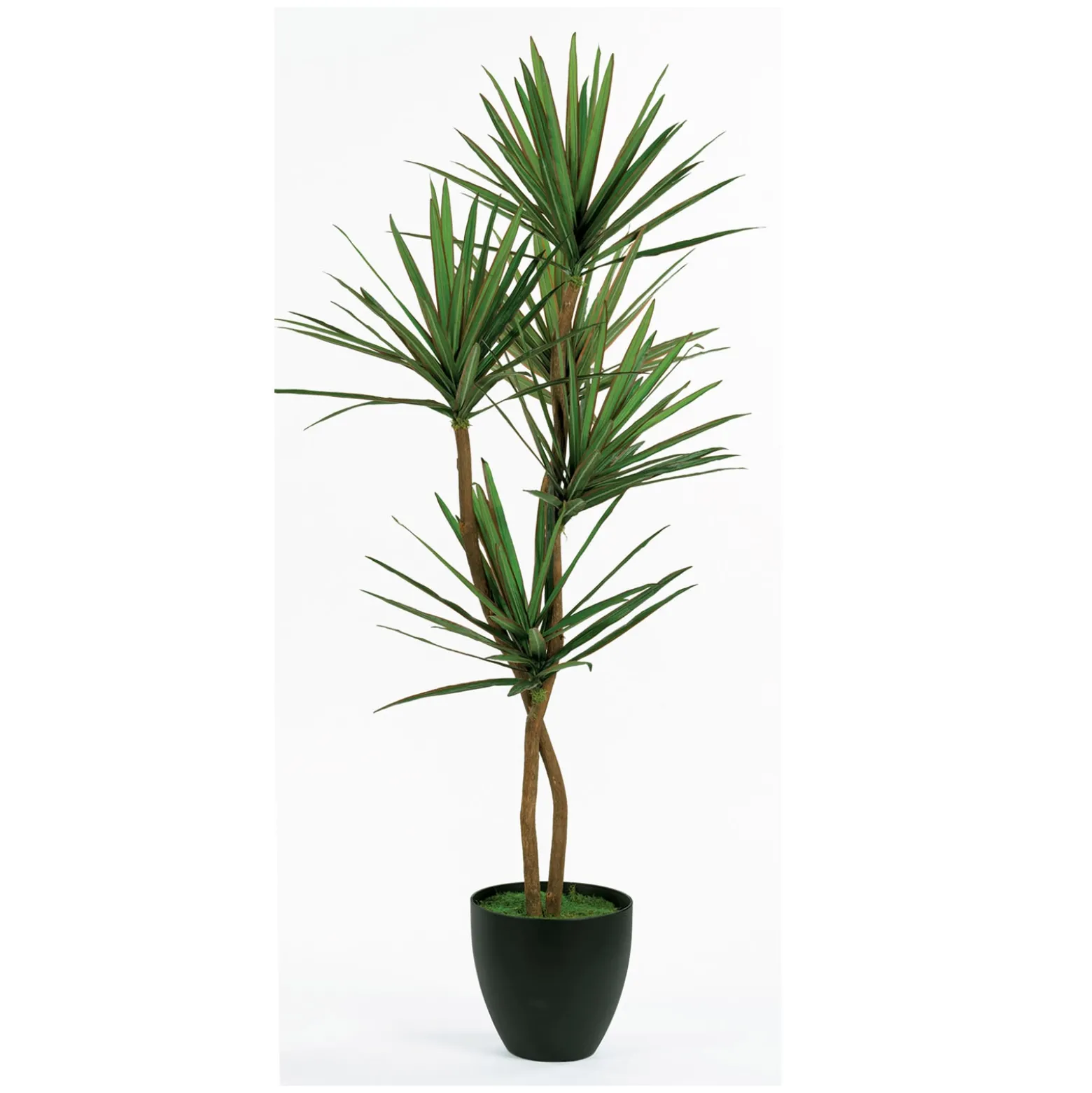 Yucca Floor Plant - 6.5 Ft.