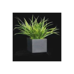 Yucca Grass In Black Cube - 15"
