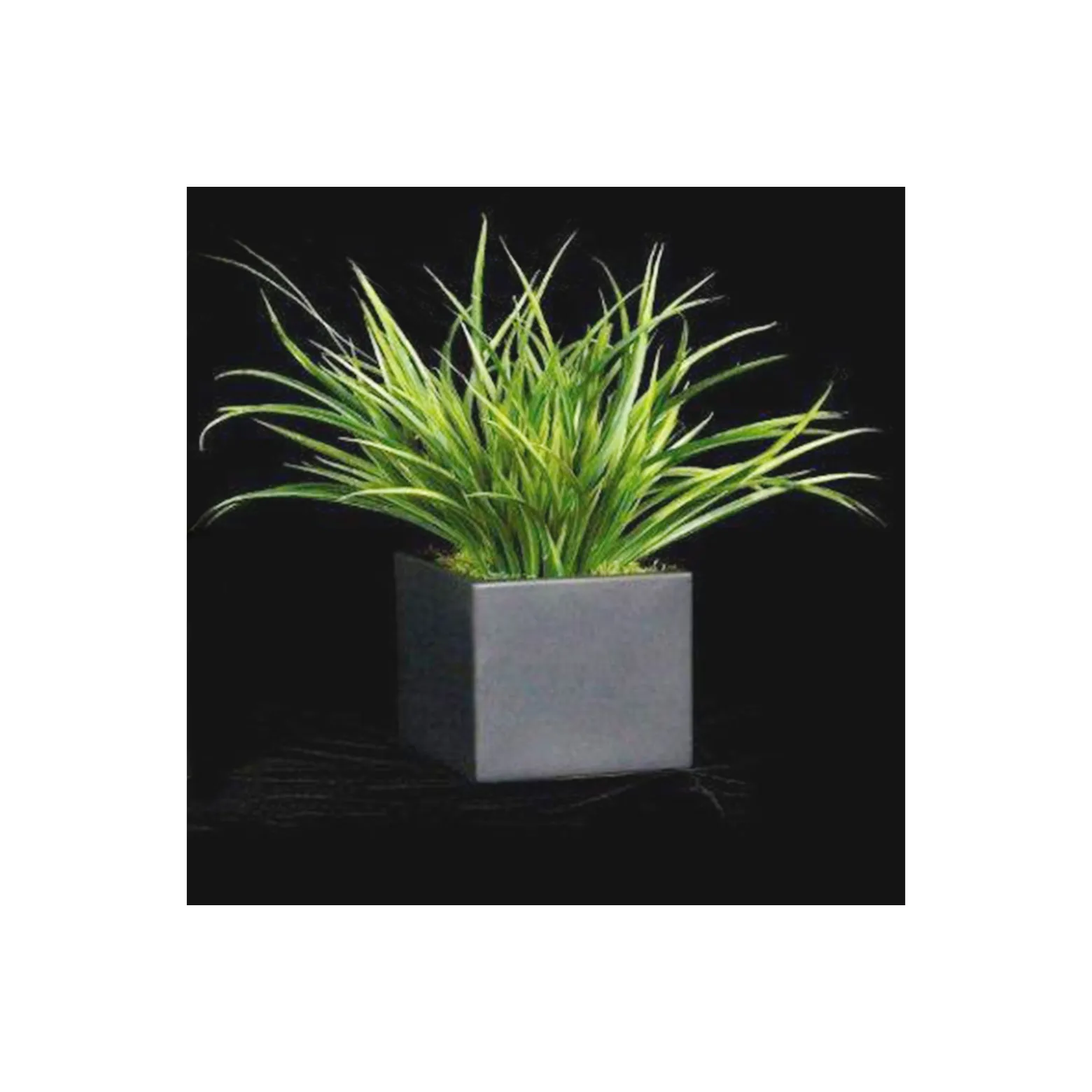 Yucca Grass In Black Cube - 15"