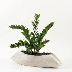 Zamifolia Plant in Light Tan Wood Log